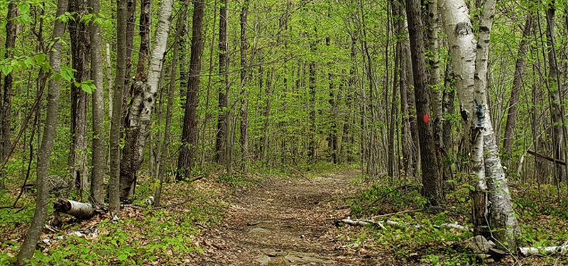 Hiking Trail Through Tree-Lines Woods of God's Acre Area in Worcester