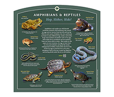 Interpretive Sign - Amphibians & Reptiles