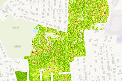 Map Image Showing Forest Area Highlighted in a Section of Worcester