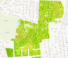 Map Image Showing Forest Area Highlighted in a Section of Worcester