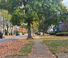 Sidewalk Partly Covered by Fall Leaves and a Tall Shade Tree Next to Front Yard