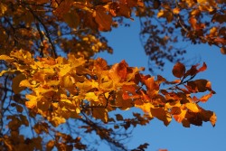 Orange and Yellow Leaves on a Tree